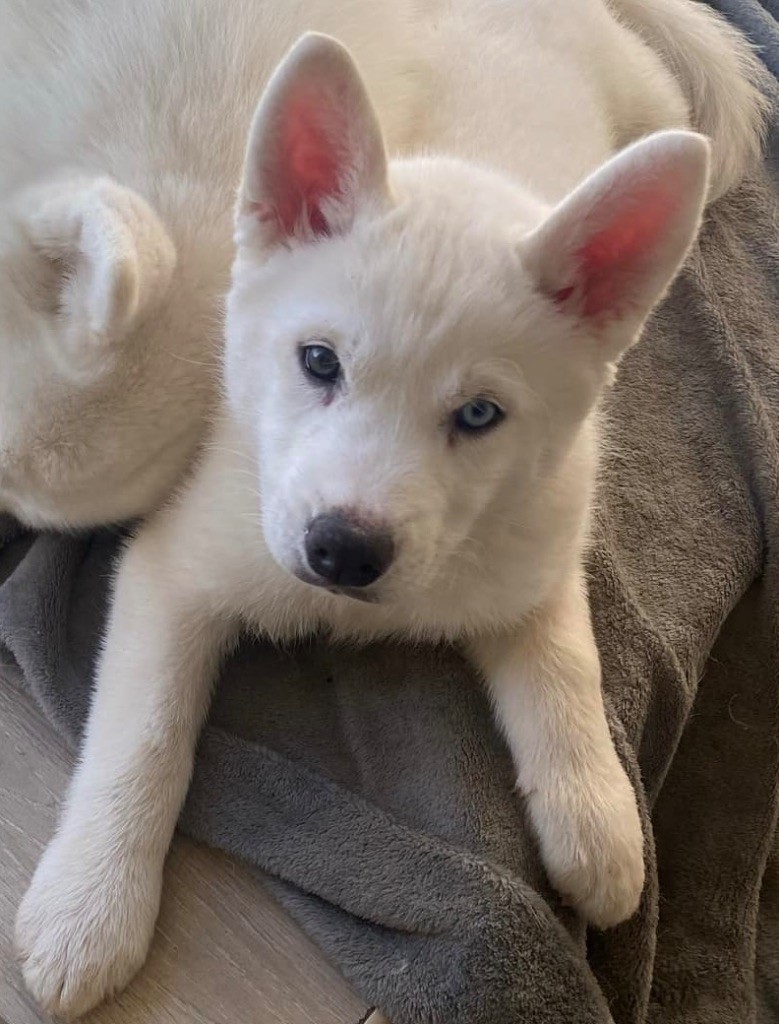 Du Mont Beloukha - Chiot disponible  - Siberian Husky