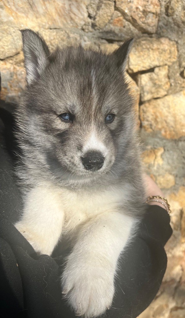 Du Mont Beloukha - Chiot disponible  - Siberian Husky