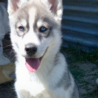 Du Mont Beloukha - Siberian Husky - Portée née le 02/02/2022