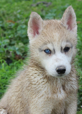 Du Mont Beloukha - Siberian Husky - Portée née le 17/09/2023