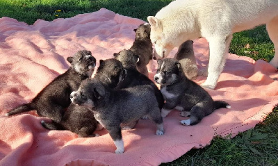 Du Mont Beloukha - Siberian Husky - Portée née le 01/10/2022