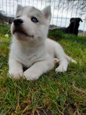 Du Mont Beloukha - Siberian Husky - Portée née le 02/02/2022