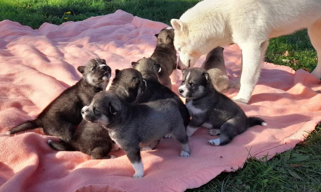 chiot Siberian Husky Du Mont Beloukha