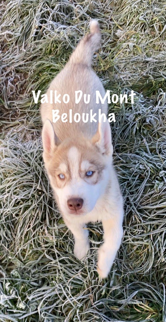 Du Mont Beloukha - Chiot disponible  - Siberian Husky