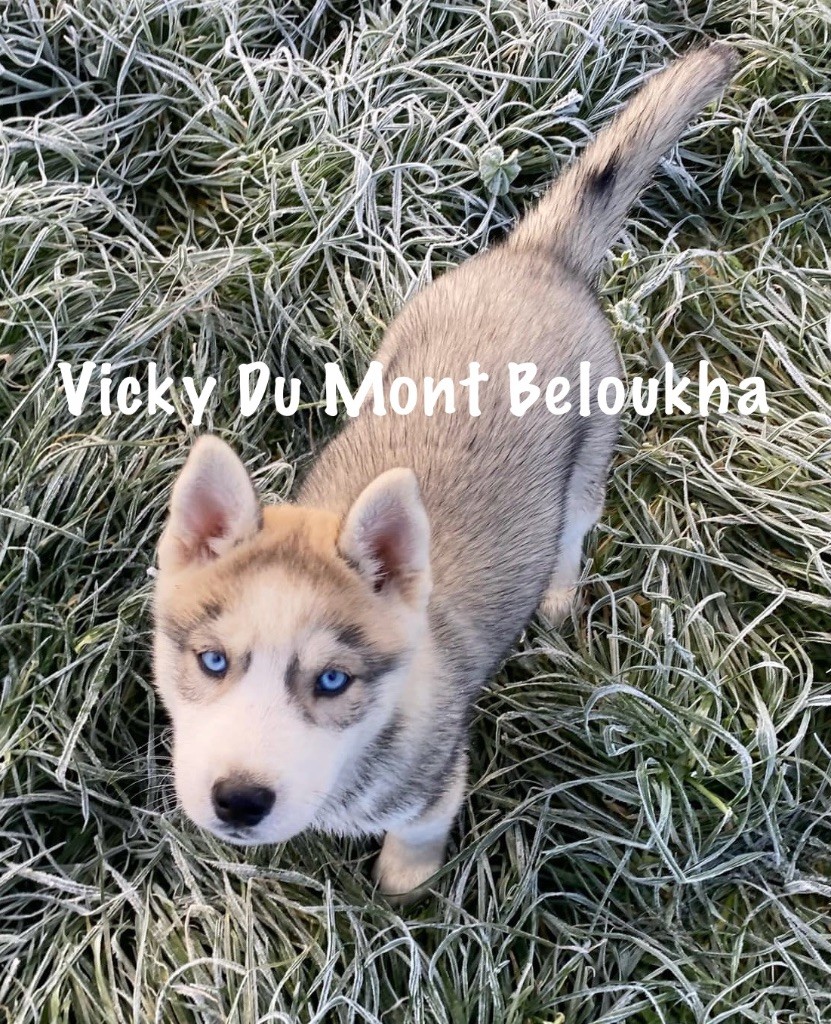 Du Mont Beloukha - Chiot disponible  - Siberian Husky