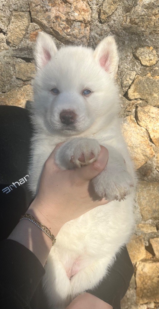 Du Mont Beloukha - Chiot disponible  - Siberian Husky