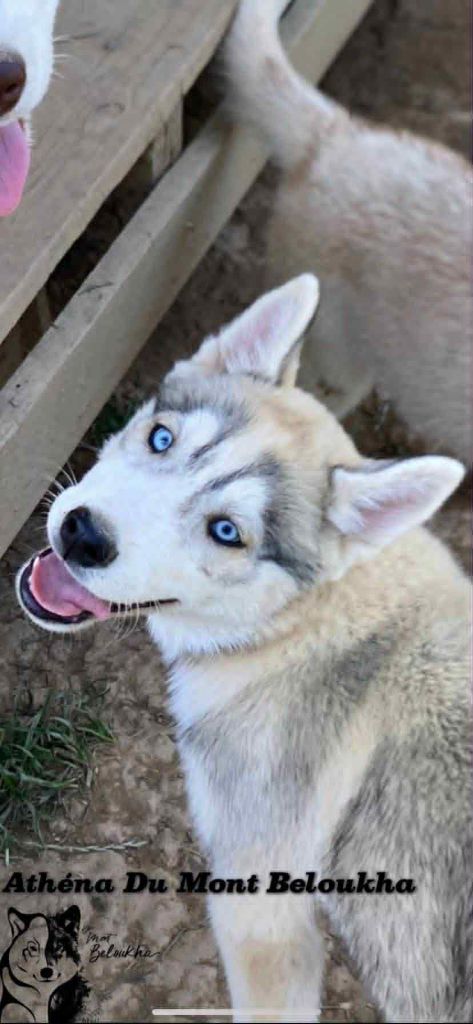 Du Mont Beloukha - Chiots disponibles - Siberian Husky