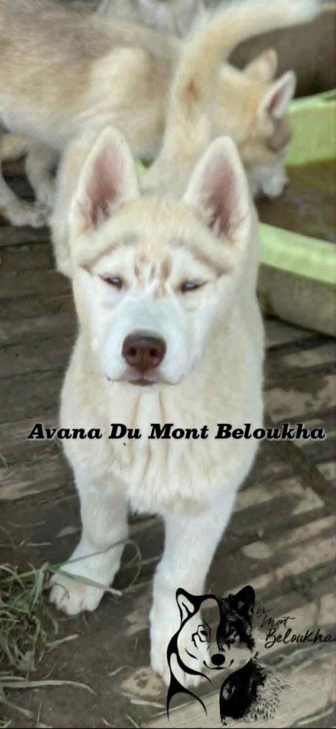 Du Mont Beloukha - Chiots disponibles - Siberian Husky