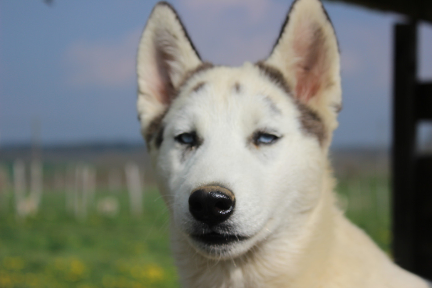 Du Mont Beloukha - Chiots disponibles - Siberian Husky