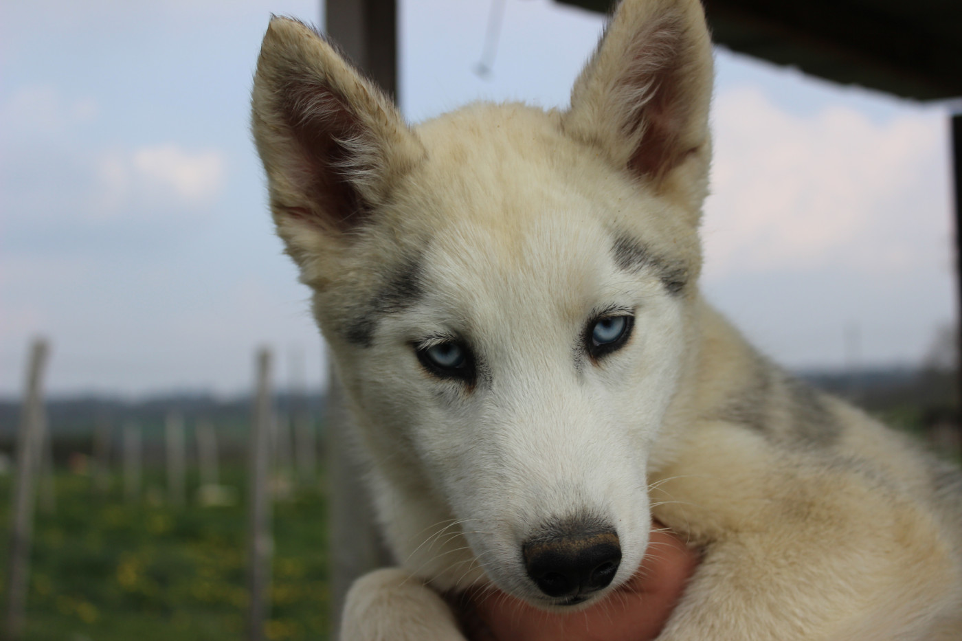 Du Mont Beloukha - Chiots disponibles - Siberian Husky