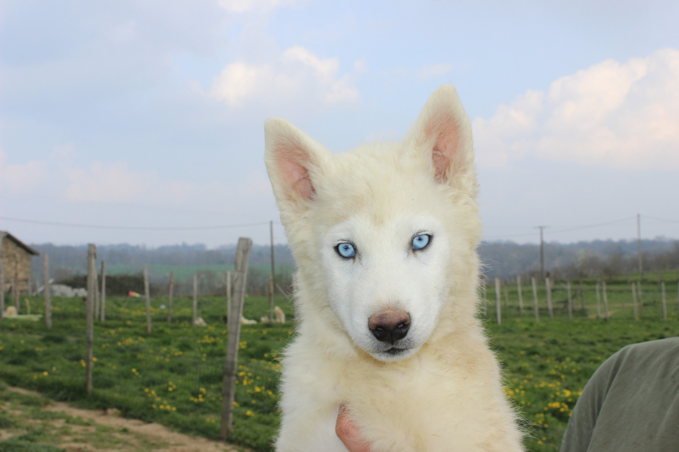 Du Mont Beloukha - Chiots disponibles - Siberian Husky