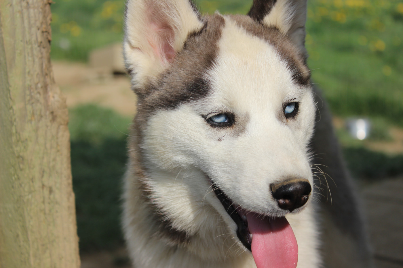 Du Mont Beloukha - Chiots disponibles - Siberian Husky