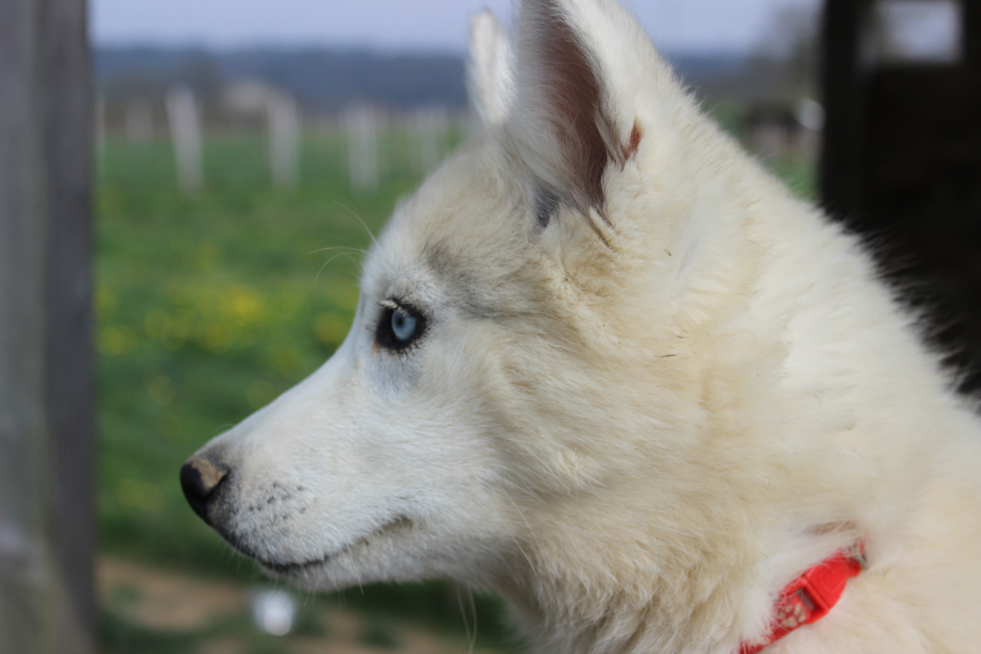 Du Mont Beloukha - Chiots disponibles - Siberian Husky