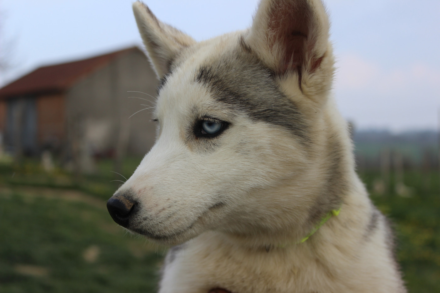 Du Mont Beloukha - Chiots disponibles - Siberian Husky