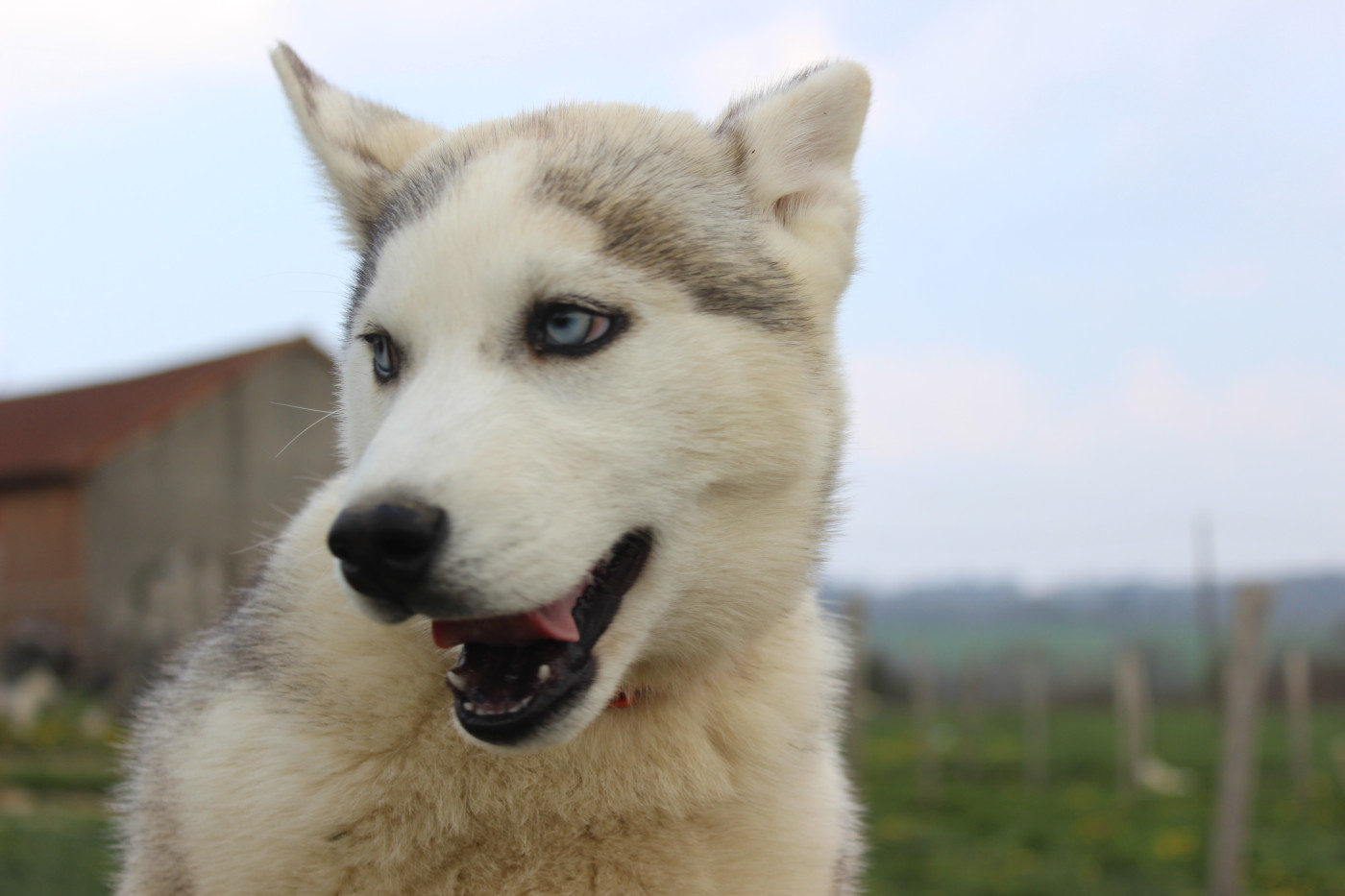 Du Mont Beloukha - Chiots disponibles - Siberian Husky