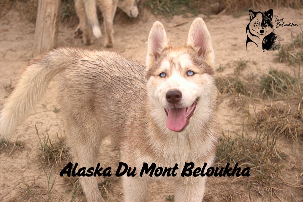 Du Mont Beloukha - Chiots disponibles - Siberian Husky