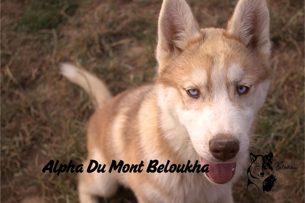 Du Mont Beloukha - Chiots disponibles - Siberian Husky