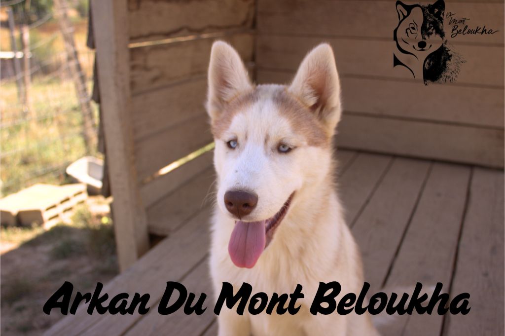 Du Mont Beloukha - Chiots disponibles - Siberian Husky