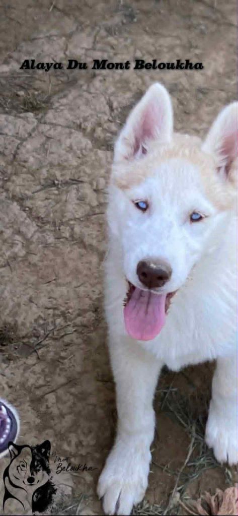 Du Mont Beloukha - Chiots disponibles - Siberian Husky