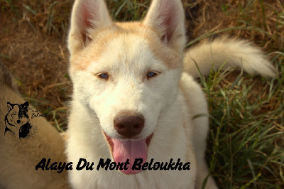 Alaya