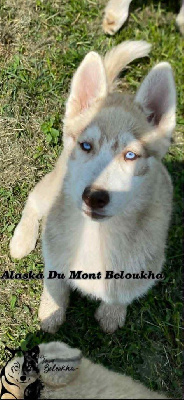 Alaska