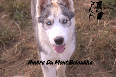 Ambra