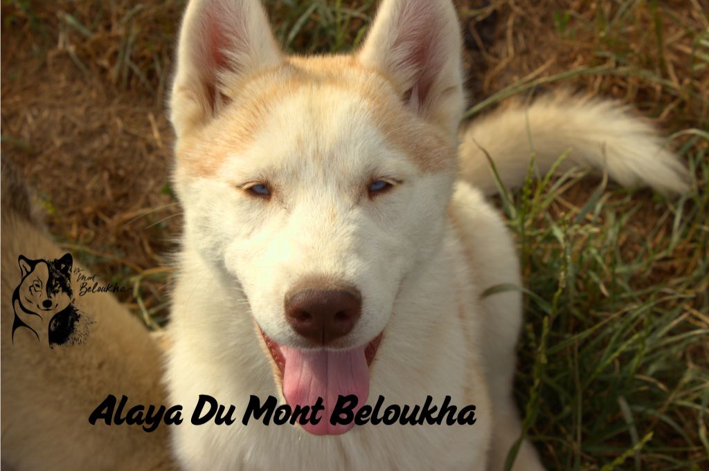 Du Mont Beloukha - Chiots disponibles - Siberian Husky