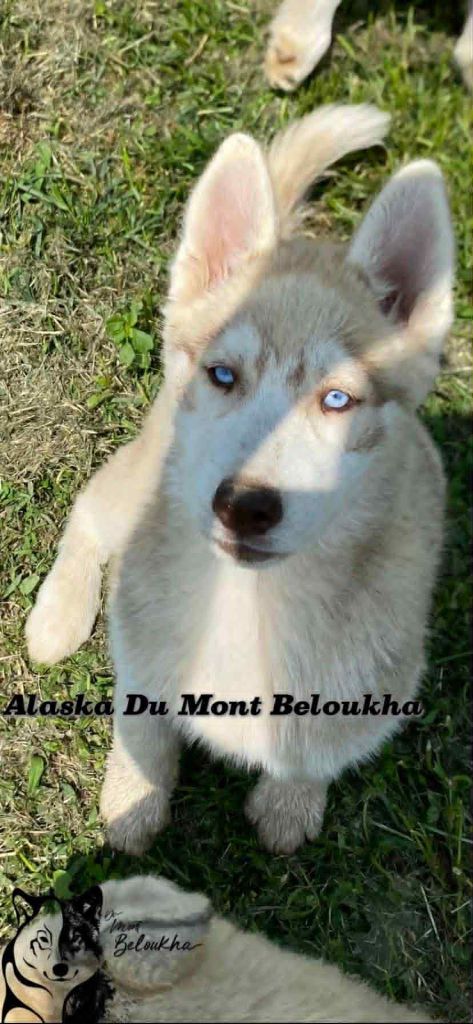 Du Mont Beloukha - Chiots disponibles - Siberian Husky