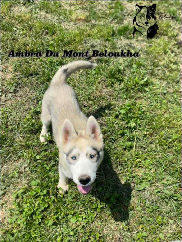 Du Mont Beloukha - Chiots disponibles - Siberian Husky
