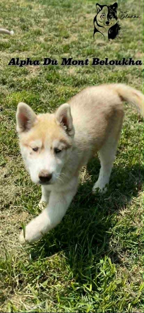 Du Mont Beloukha - Chiots disponibles - Siberian Husky