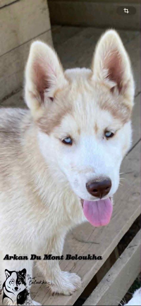 Du Mont Beloukha - Chiots disponibles - Siberian Husky