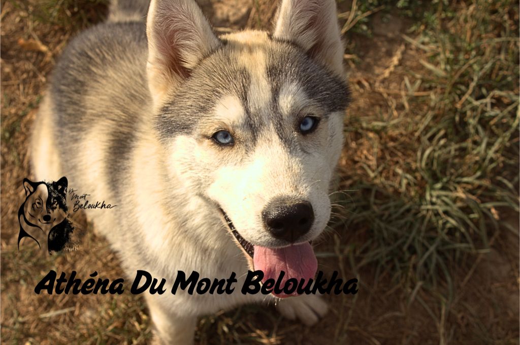 Du Mont Beloukha - Chiots disponibles - Siberian Husky