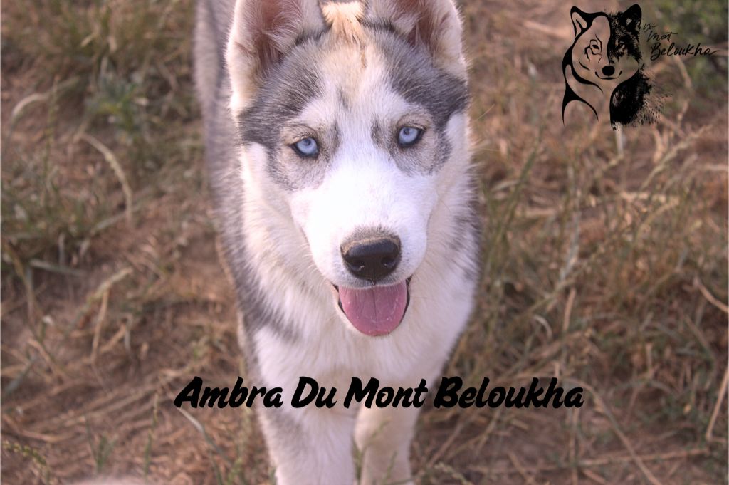 Du Mont Beloukha - Chiots disponibles - Siberian Husky